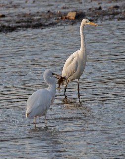 Volavka bílá s uloveným okounem