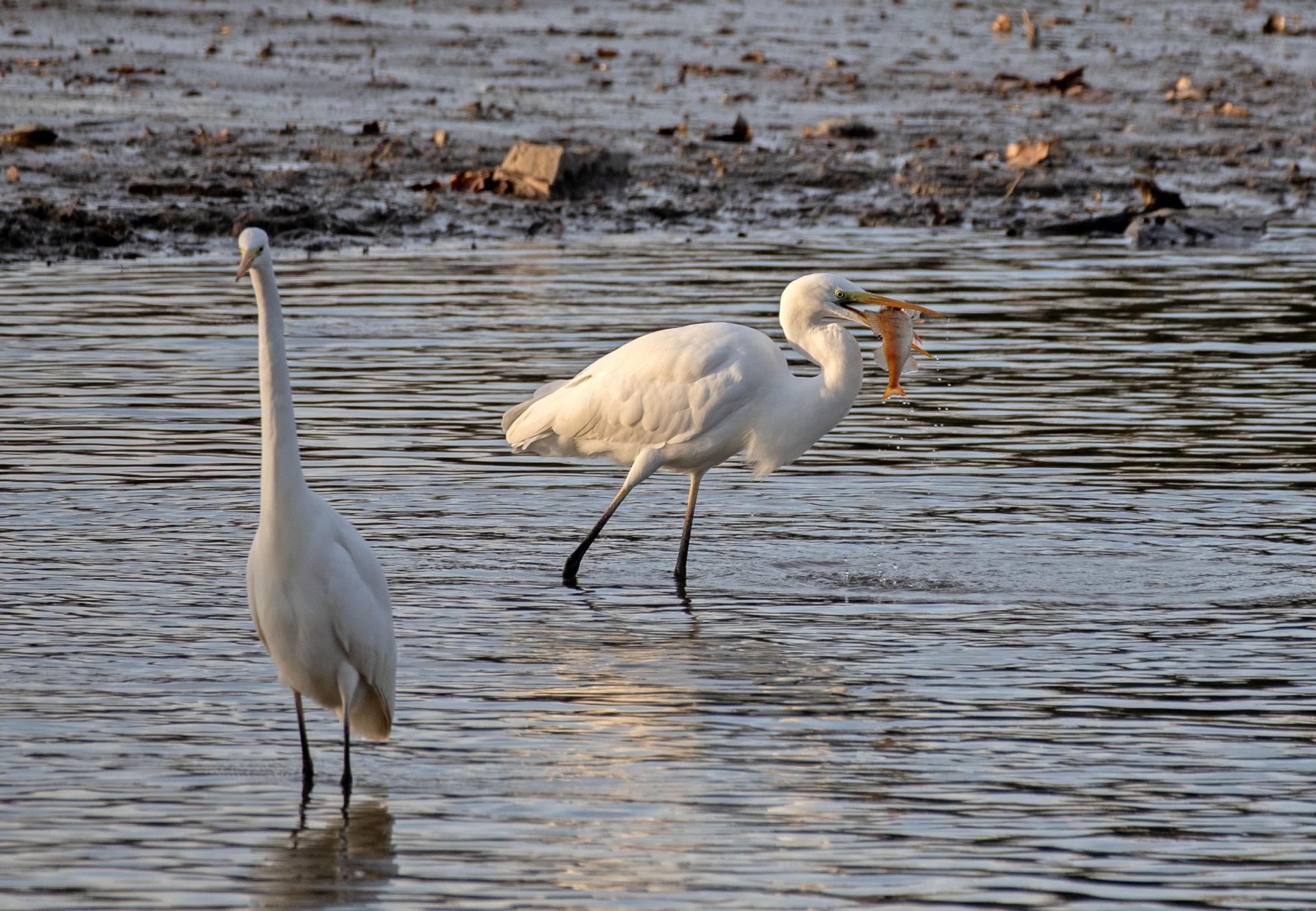 Volavka bílá s uloveným okounem