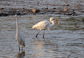 Volavka bílá s uloveným okounem