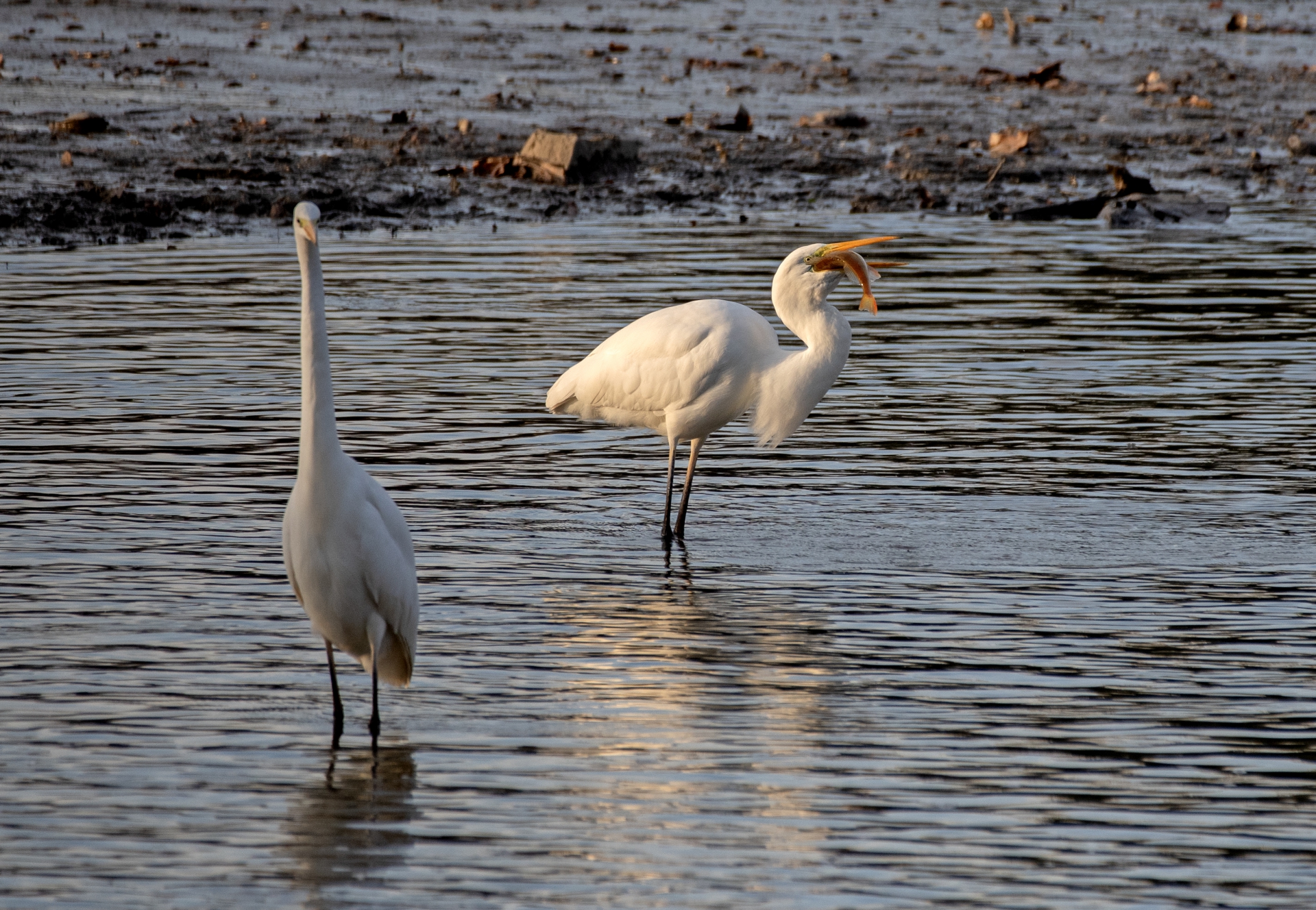 Volavka bílá polyká okouna