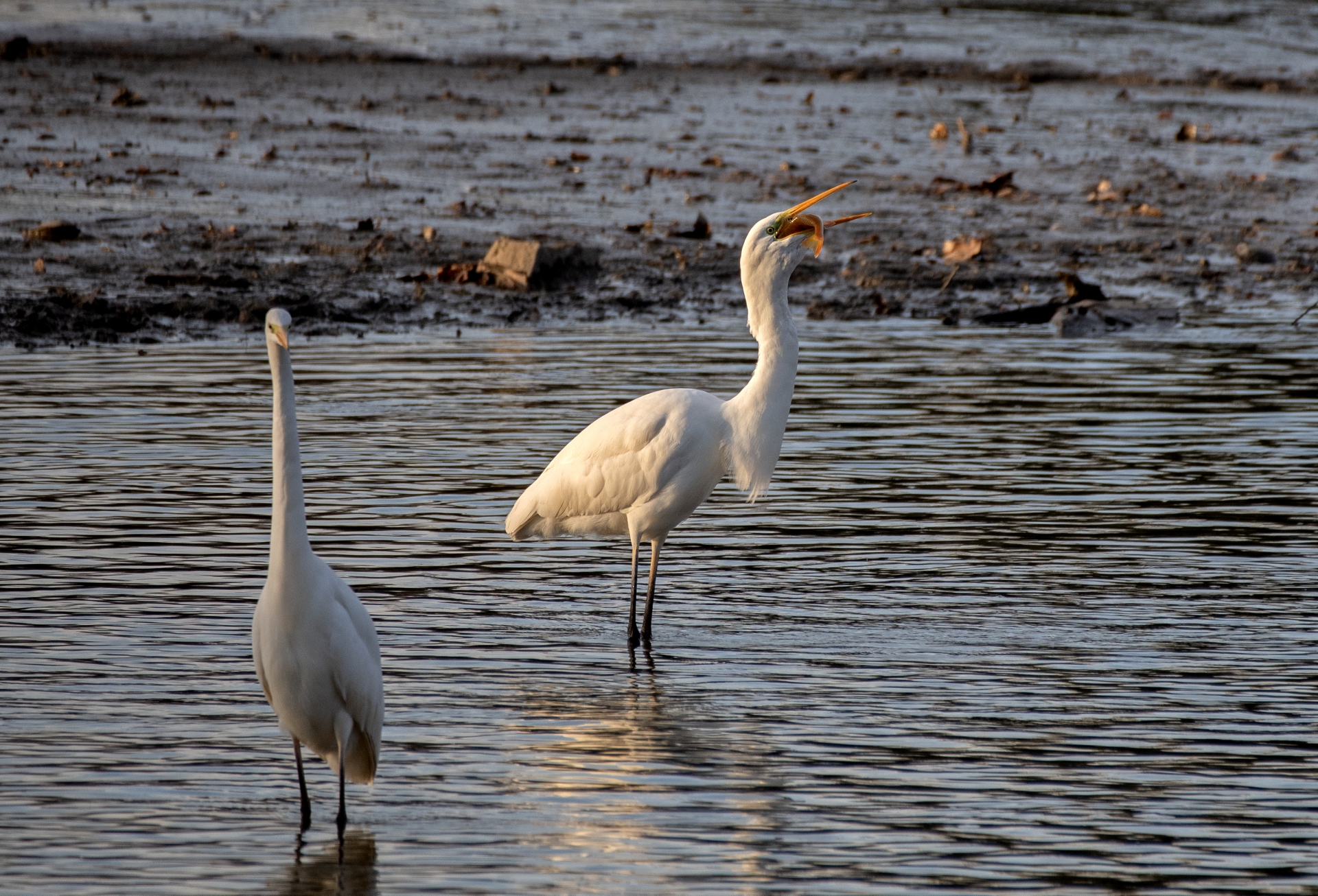 Volavka bílá polyká okouna