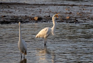Volavka bílá polyká okouna