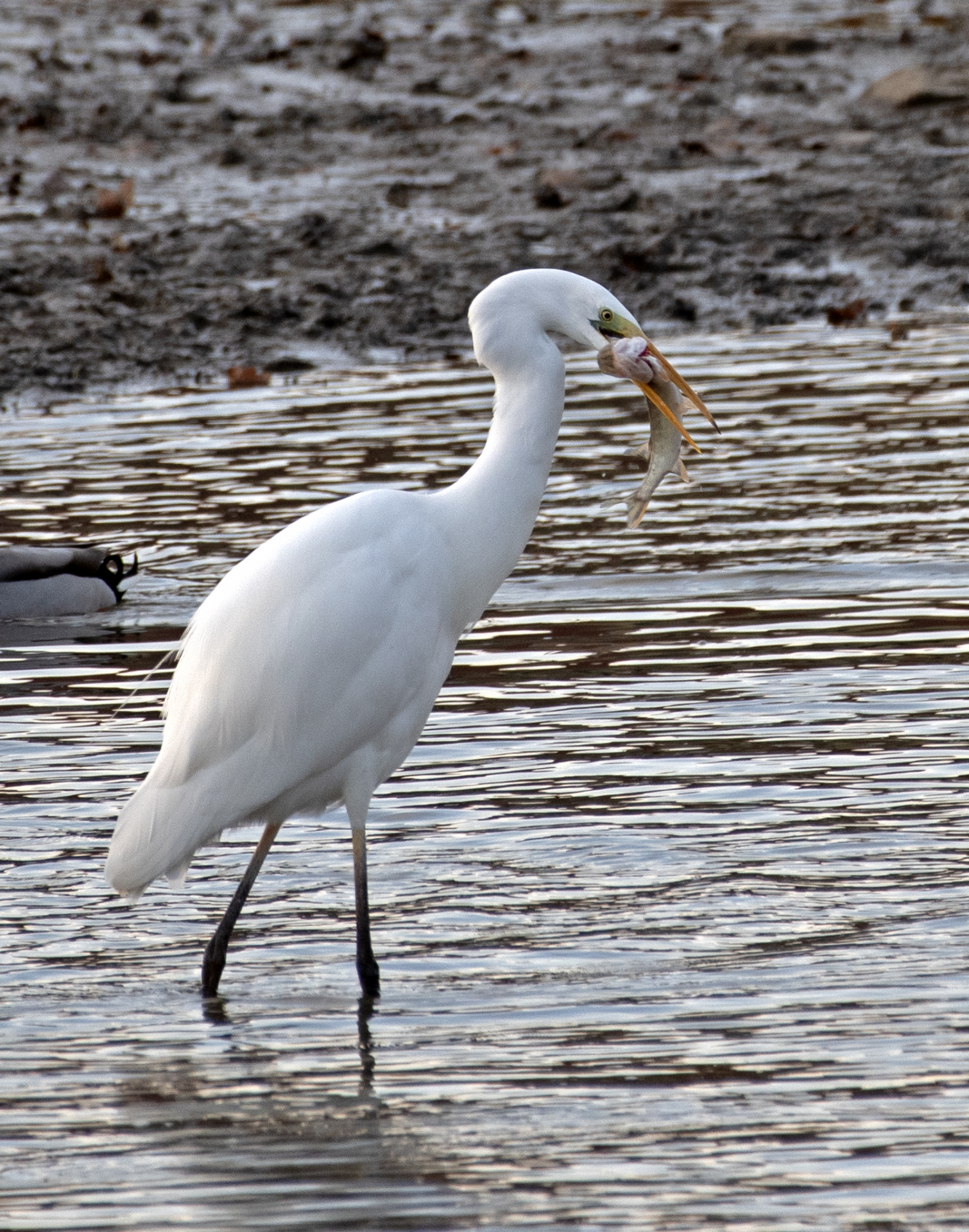Volavka bílá s ulovenou rybou