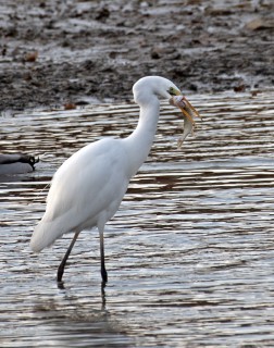 Volavka bílá s ulovenou rybou