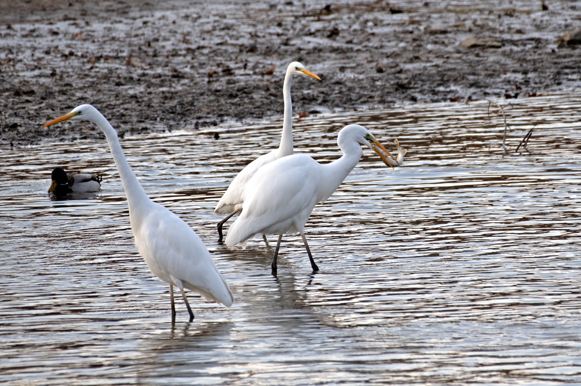 Volavka bílá s kořistí