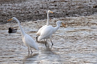 Volavka bílá s kořistí