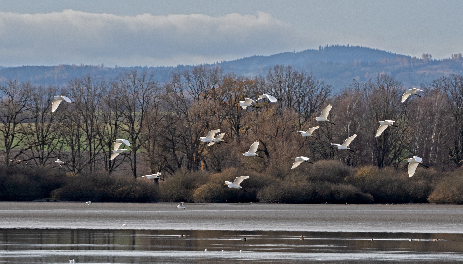Výlov rybníka Dvořiště