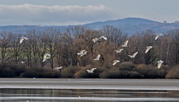 Výlov rybníka Dvořiště