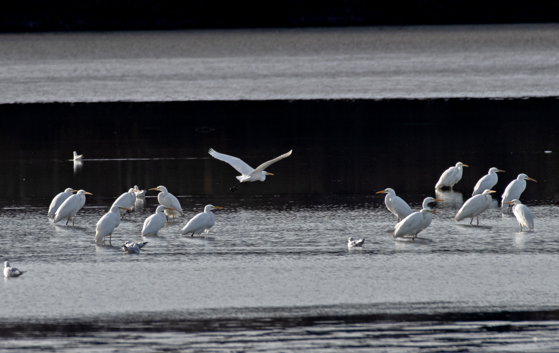 Výlov rybníka Dvořiště