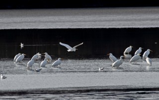 Výlov rybníka Dvořiště