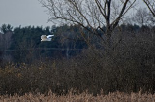 Volavka bílá birdscape