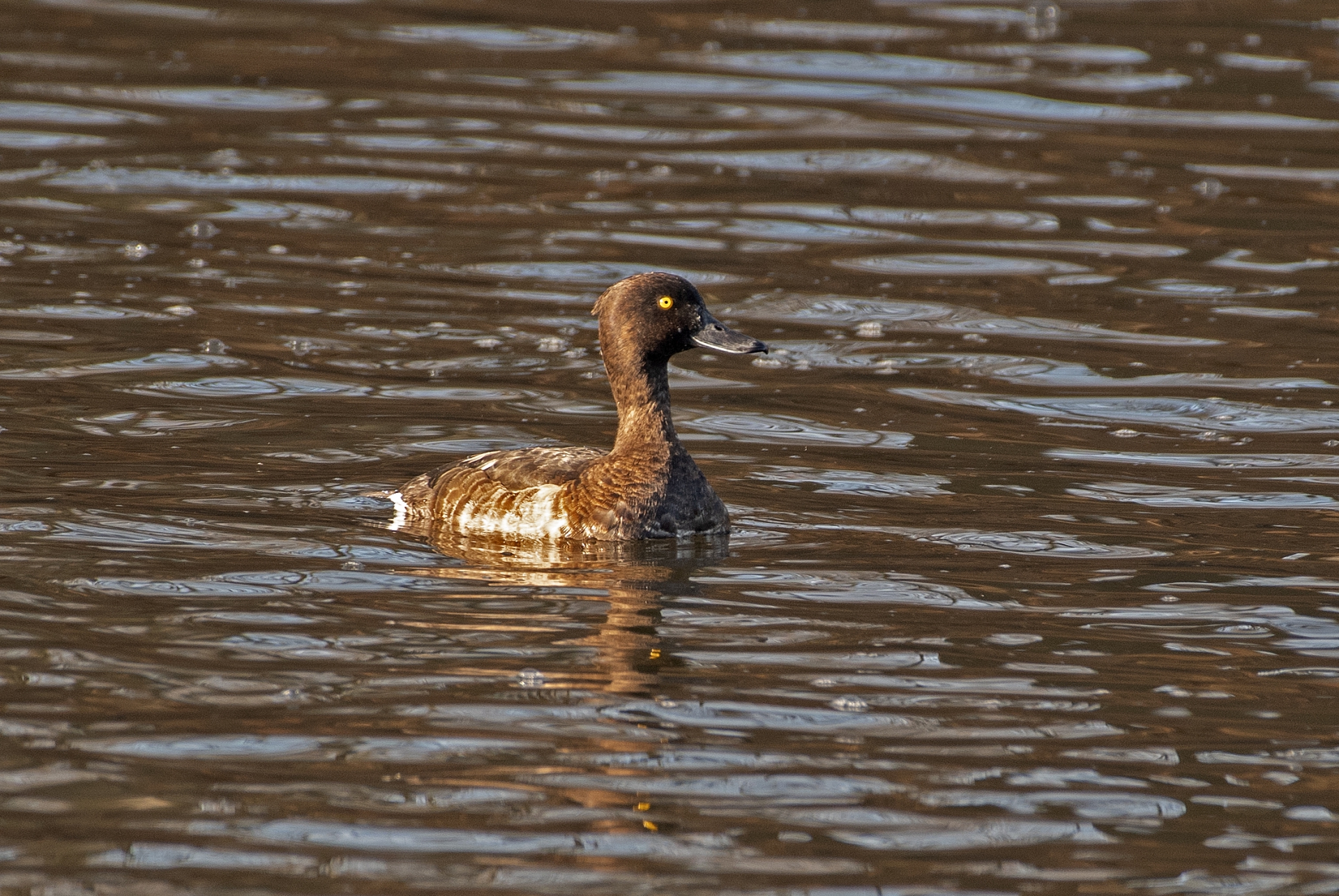 Hohol severní, samička