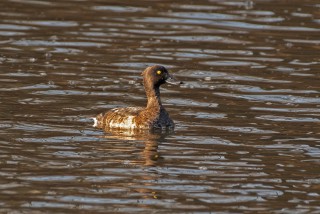 Hohol severní, samička