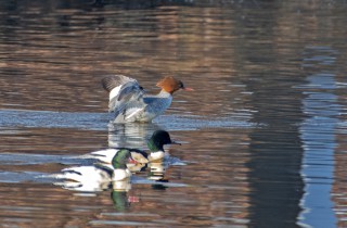 Morčák velký, samička