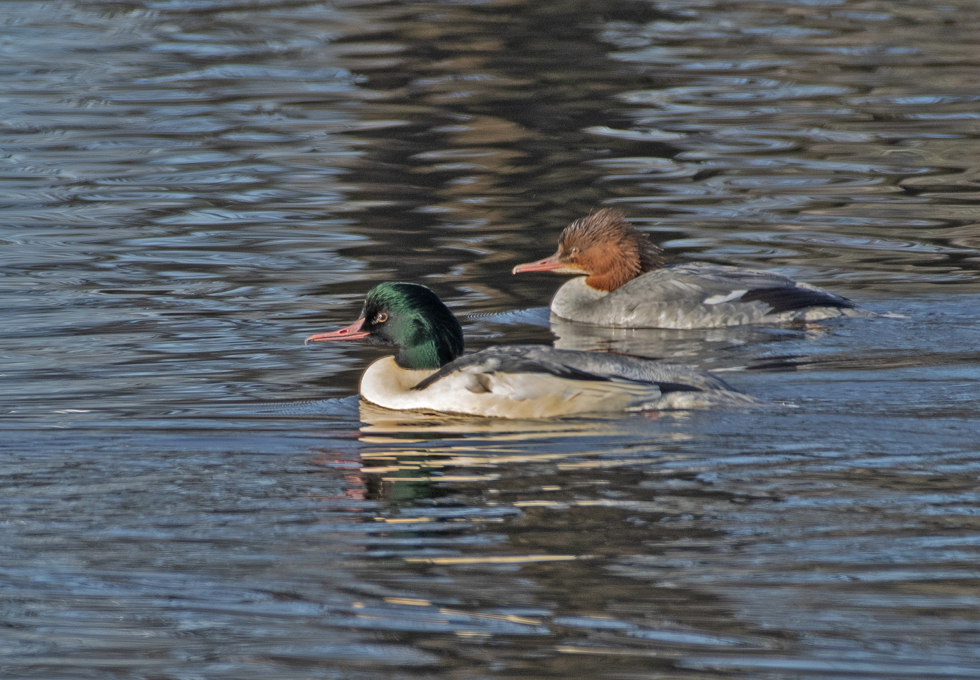 Pár morčáků velkých