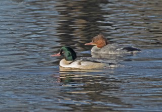 Pár morčáků velkých