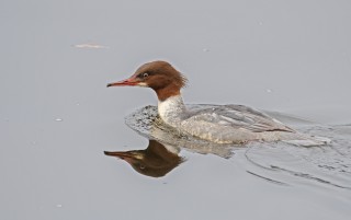 Morčák velký, samička