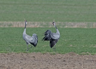 Jeřábi popelaví, tok