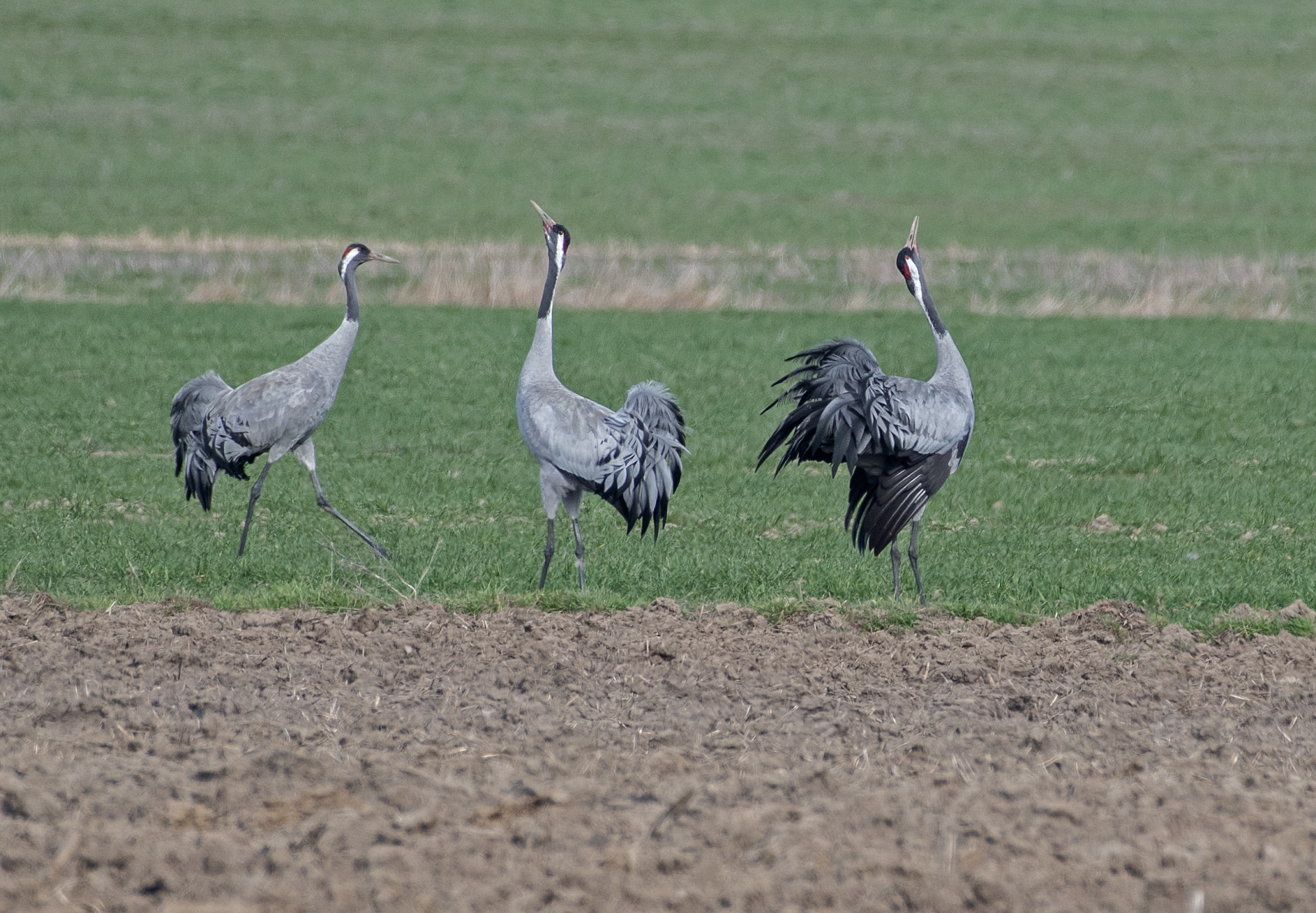 Jeřábi popelaví, tok