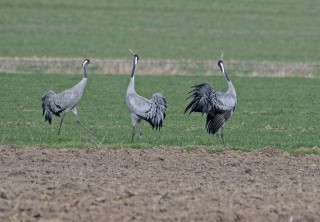 Jeřábi popelaví, tok