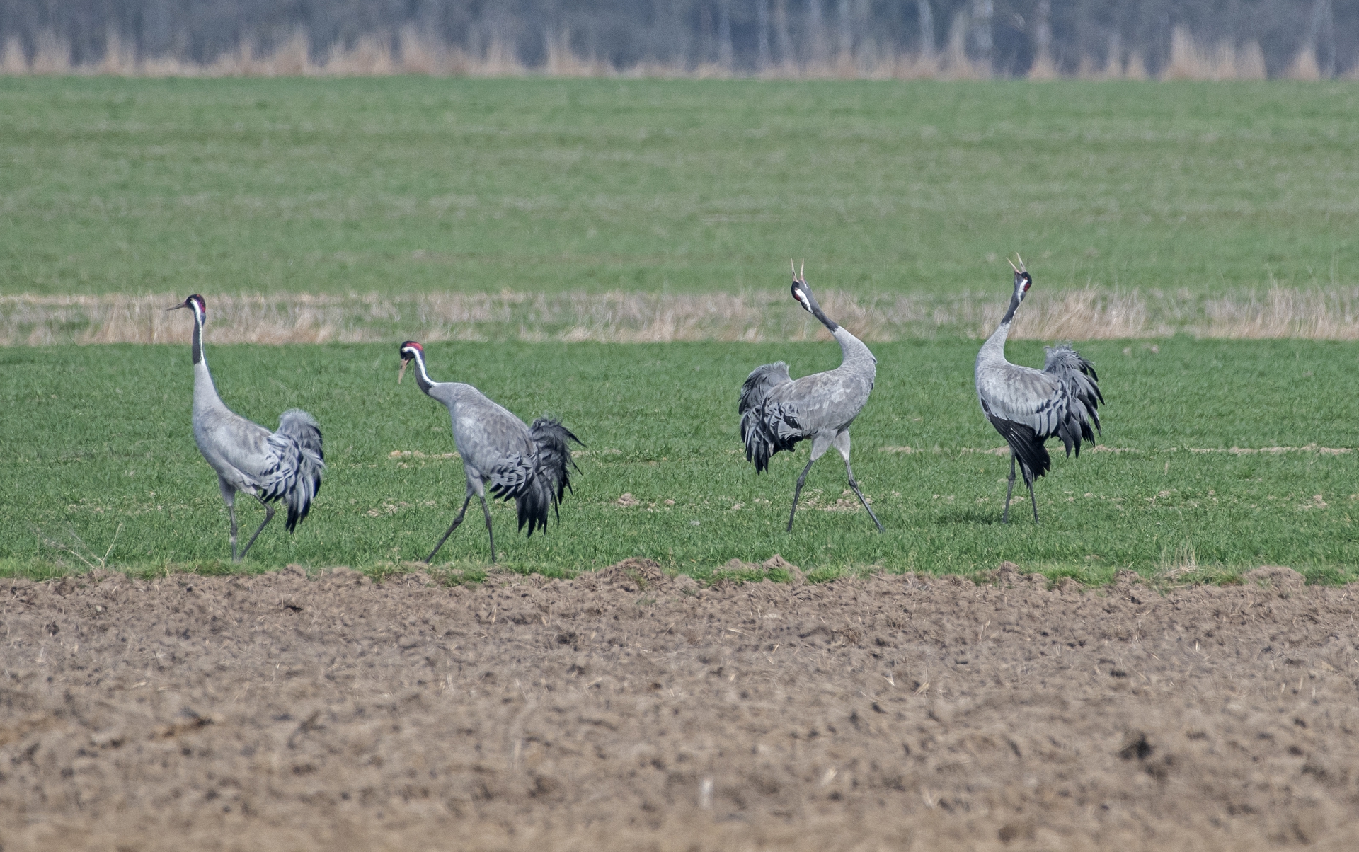 Jeřábi popelaví, tok