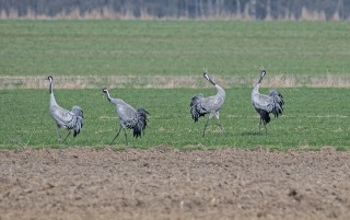 Jeřábi popelaví, tok