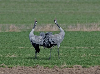 Jeřábi popelaví, tok