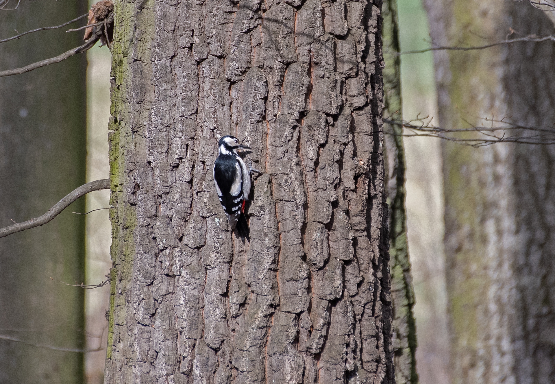 Strakapoud velký, birdscape