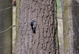 Strakapoud velký, birdscape