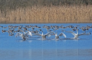 Labutě velké, přistání