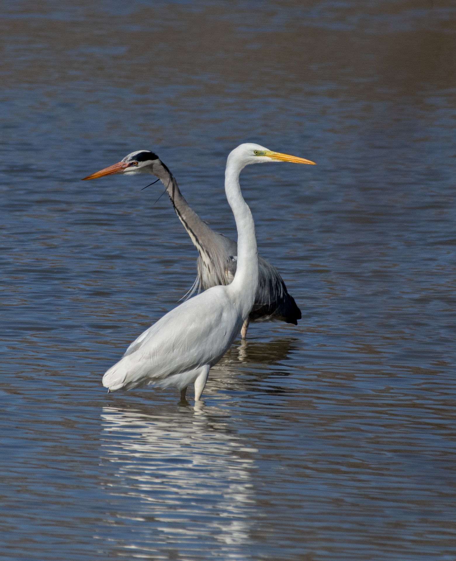 Volavka bílá a volavka popelavá