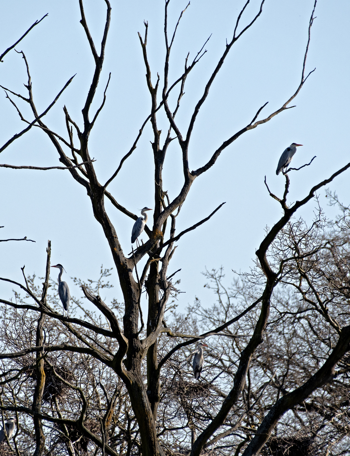 Volavky popelavé už stavějí hnízda