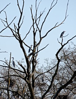 Volavky popelavé už stavějí hnízda