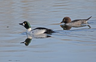 Pár hoholů severních