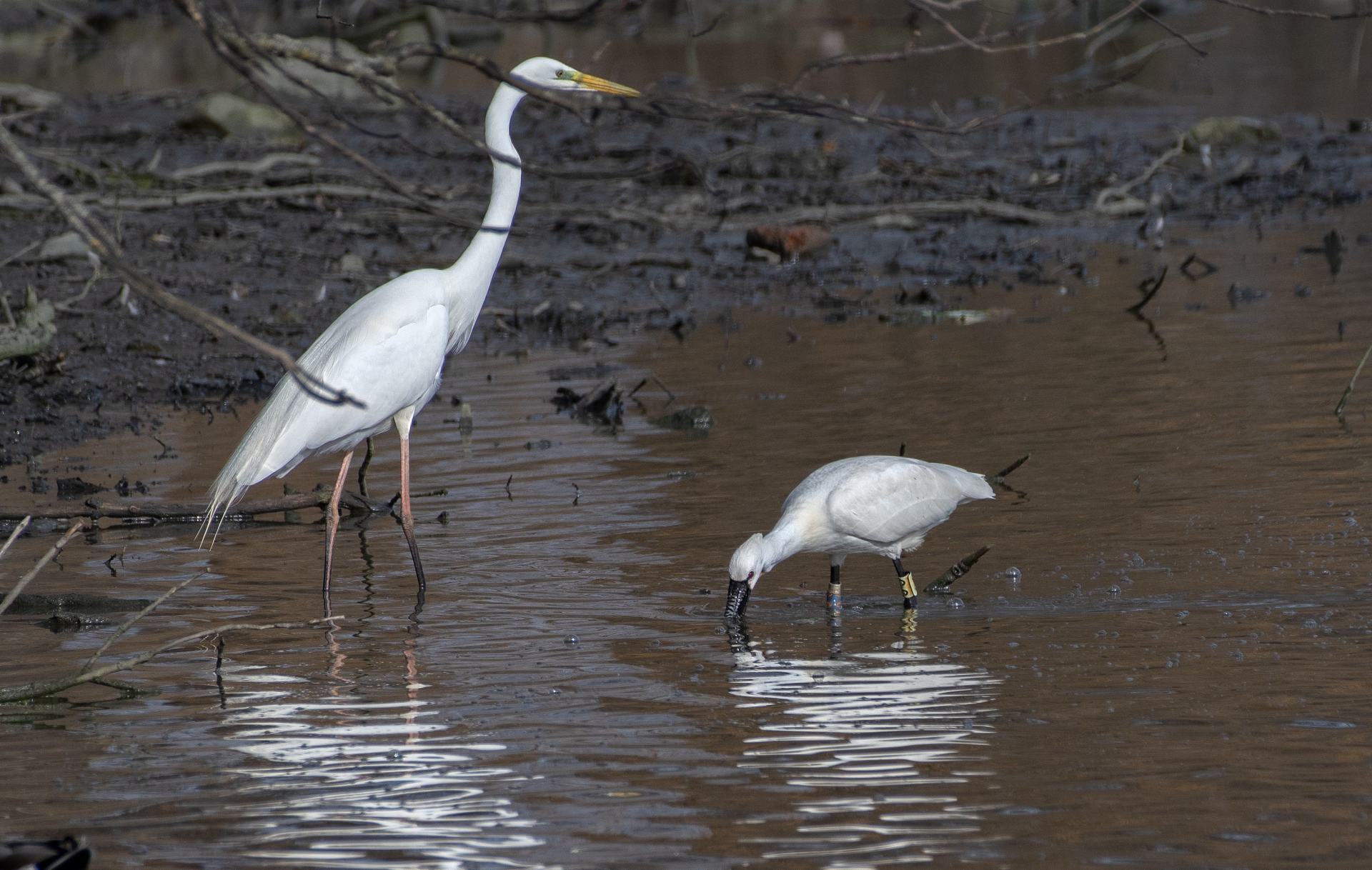 Kolpík bílý a volavka bílá