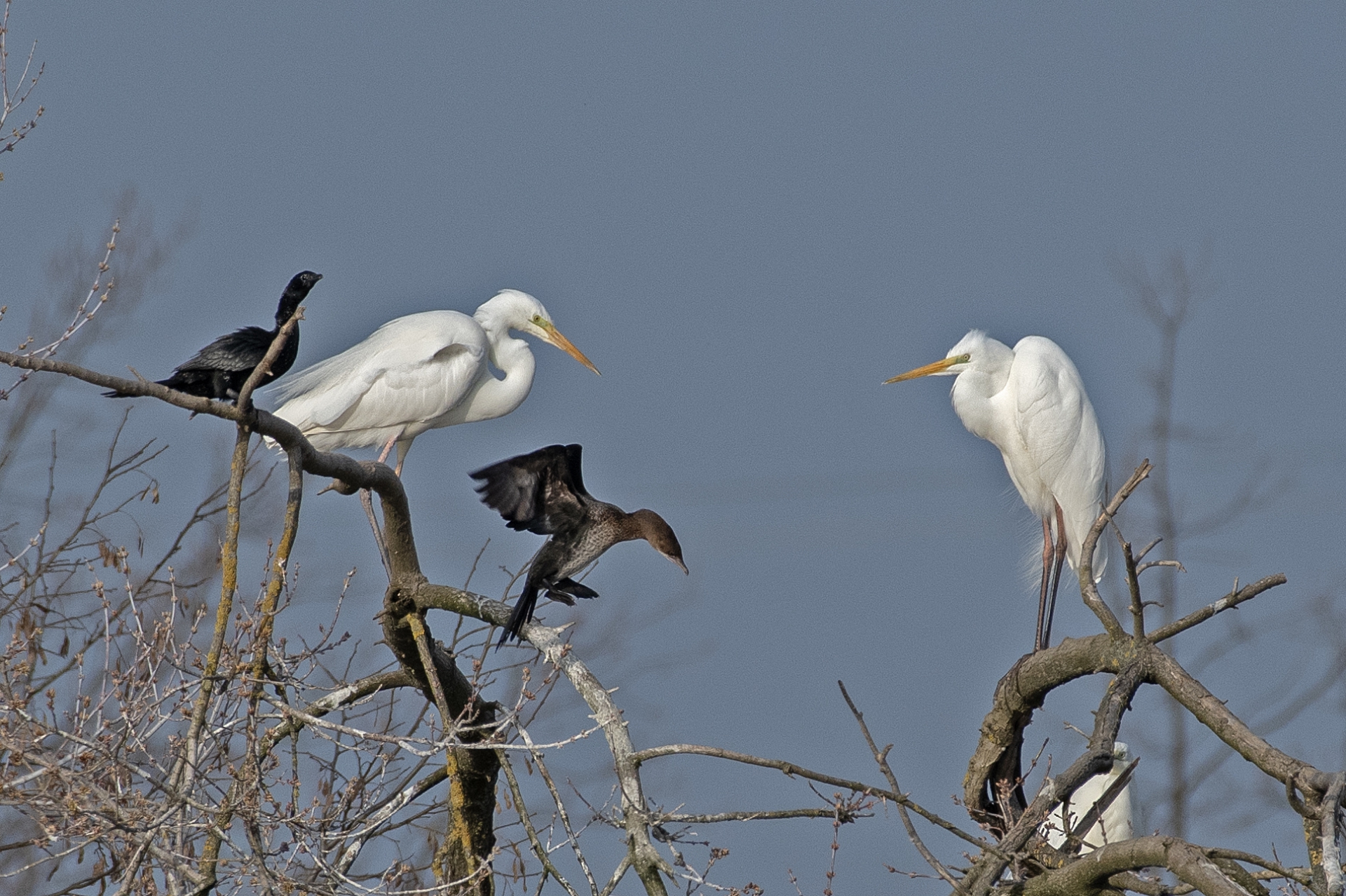 Volavky bílé a kormoráni malí