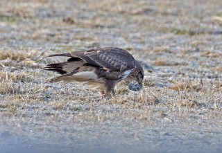 Káně s uloveným hrabošem